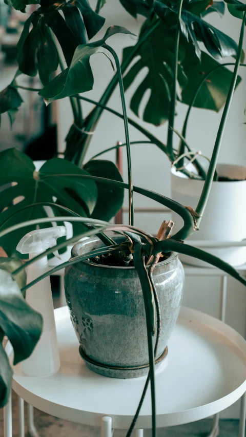 potted plant on white table with green leaves