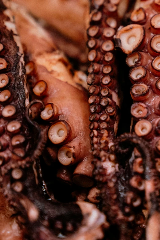 close up of some very large octo tentacles