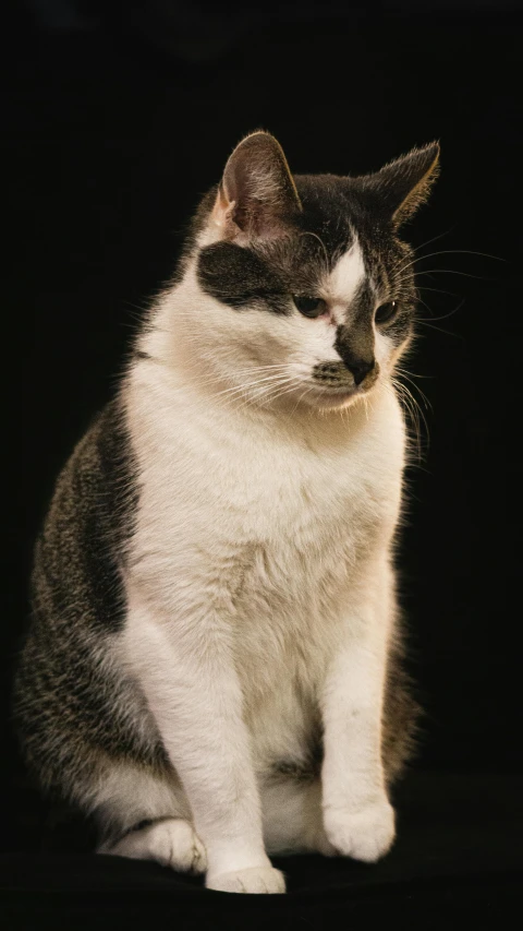 a gray and white cat sitting on top of a black surface