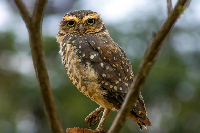an owl is sitting on the nches of a tree