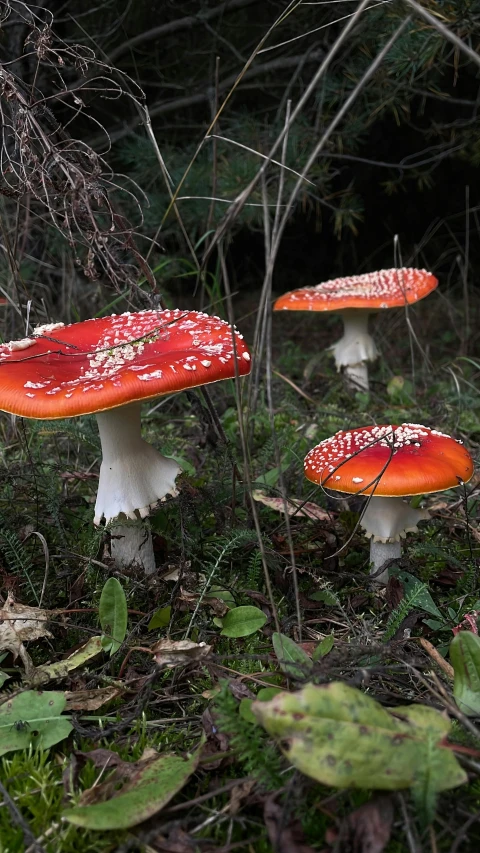 some very pretty mushrooms in the woods