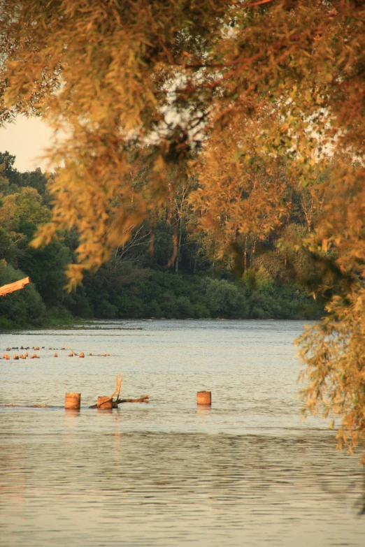 a lake with a few birds floating in it