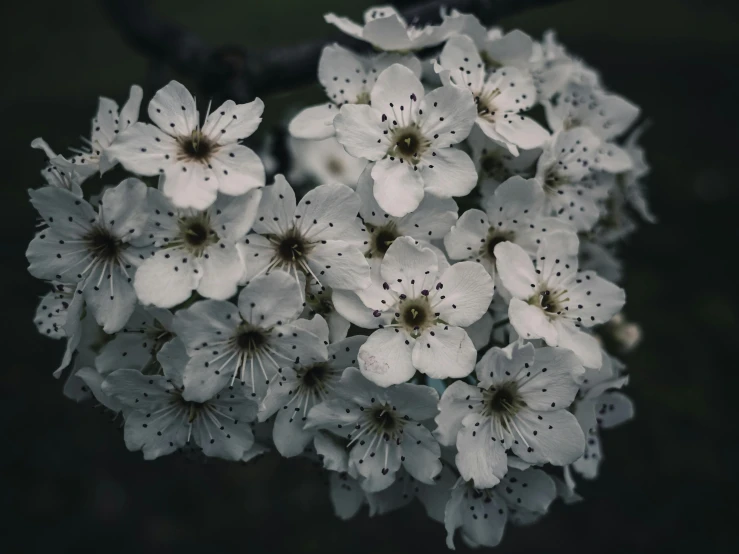 several white flowers with one in the center and one at the end