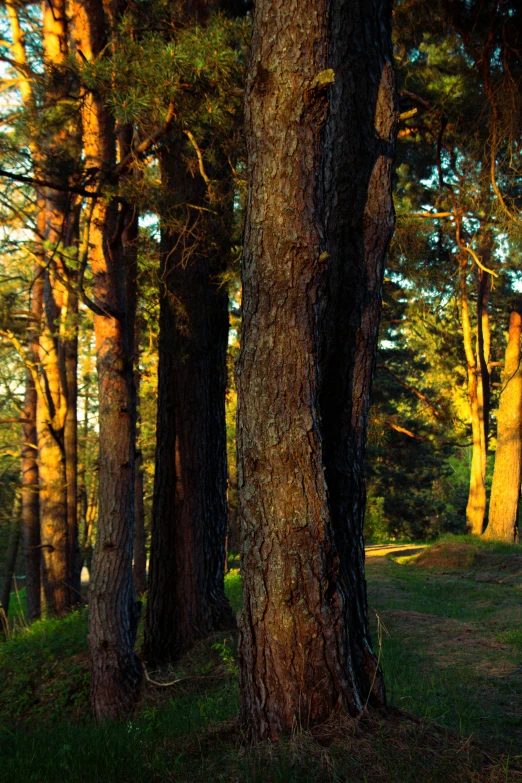 two trees in the sunlight next to one another