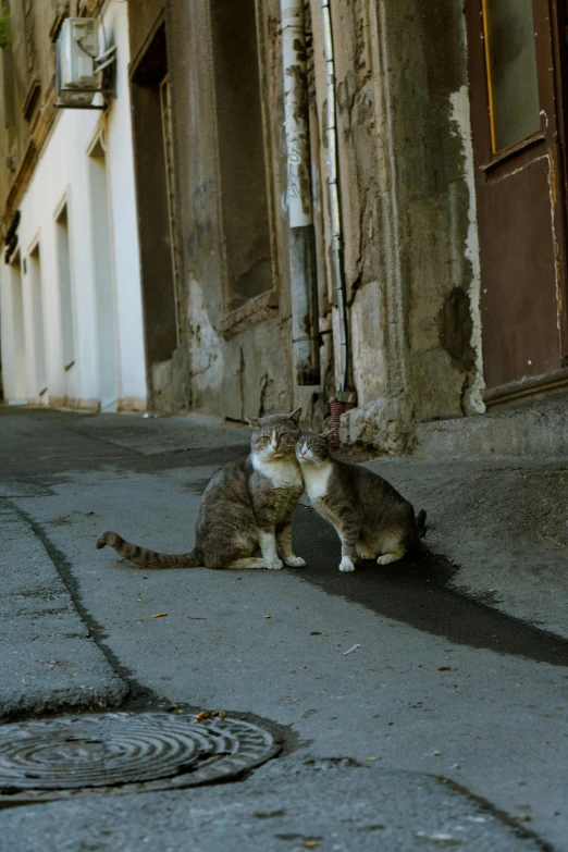 two cats standing outside an old run down building