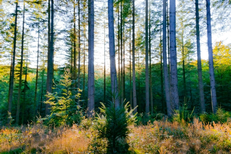 a tree covered area next to a forest filled with trees