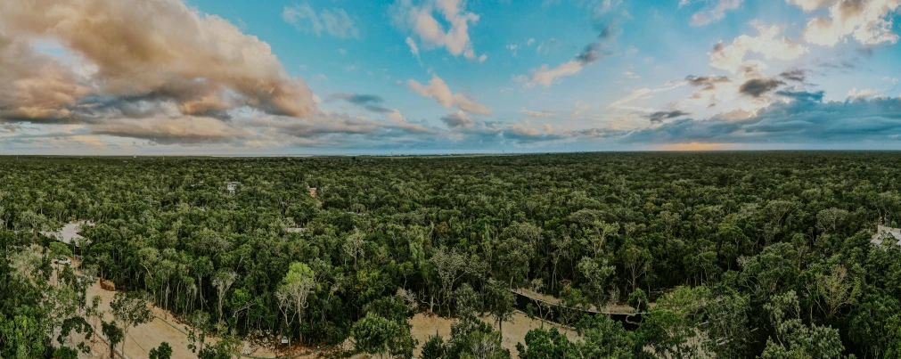 many trees in a large field under clouds