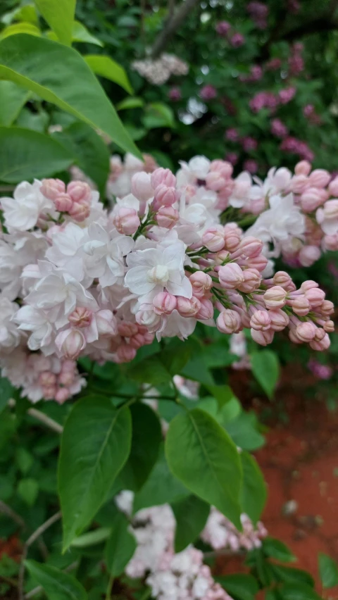 white and pink flowered bushes blooming in the rain