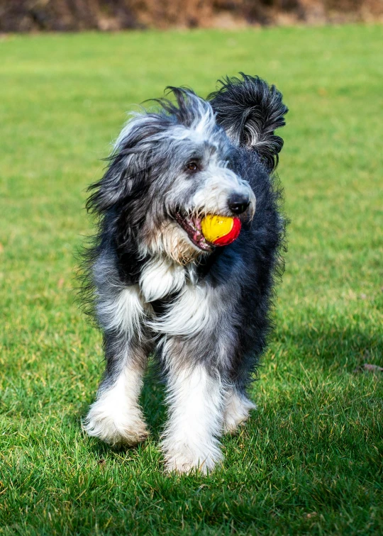 the dog is playing with the ball in its mouth