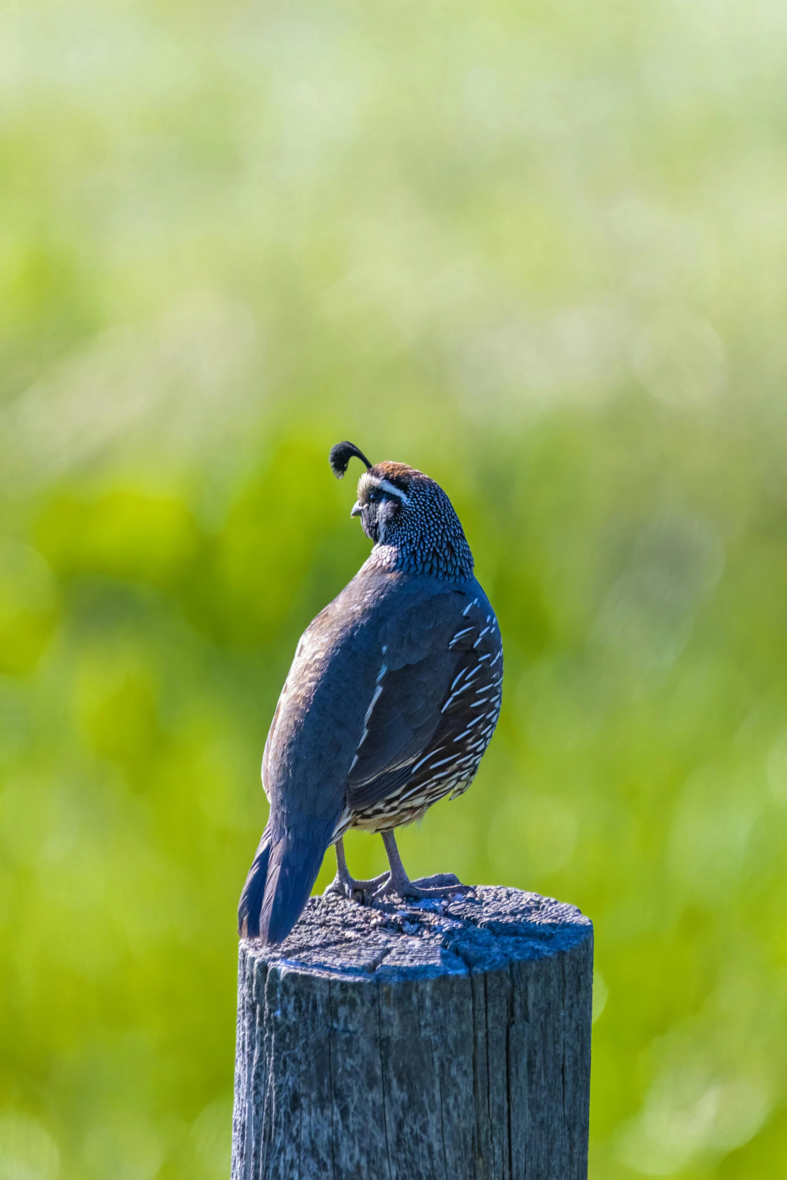 a close up of a small bird on top of a fence post