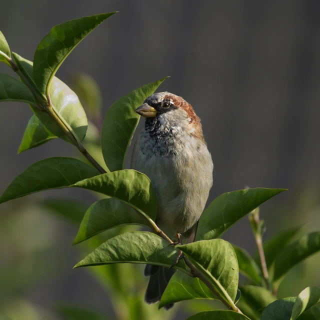 a small bird perched on top of a leafy tree