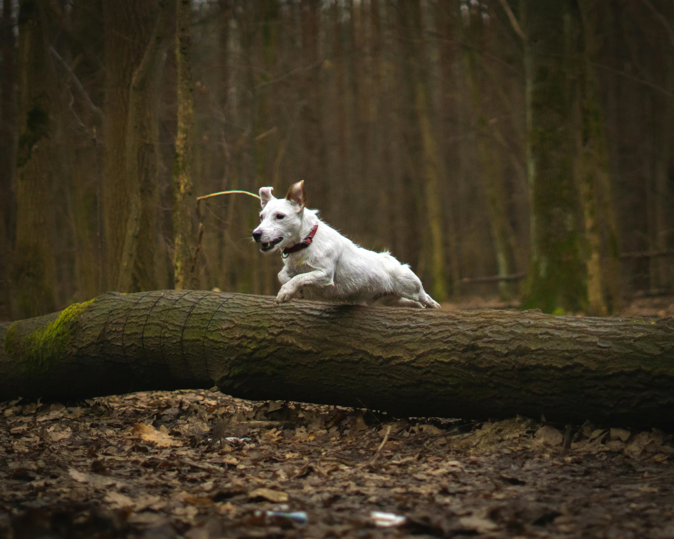 a small white dog standing on top of a tree log