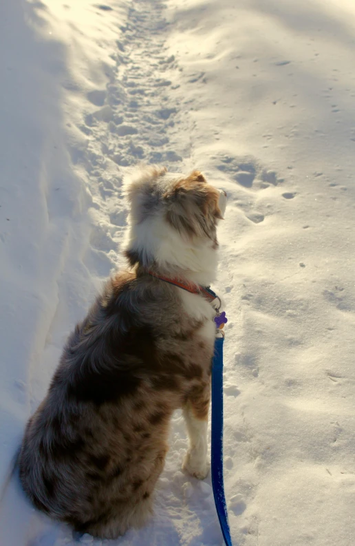 small fluffy brown and white dog with leash in snowy area