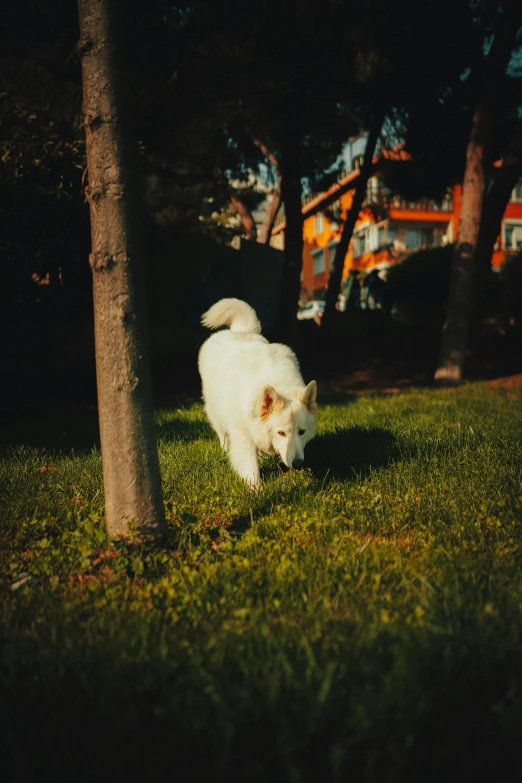 a dog standing next to a tree in the grass