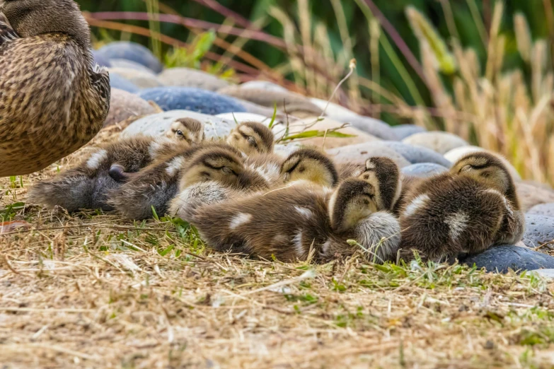 a large duck stands over two chicks who are on the grass