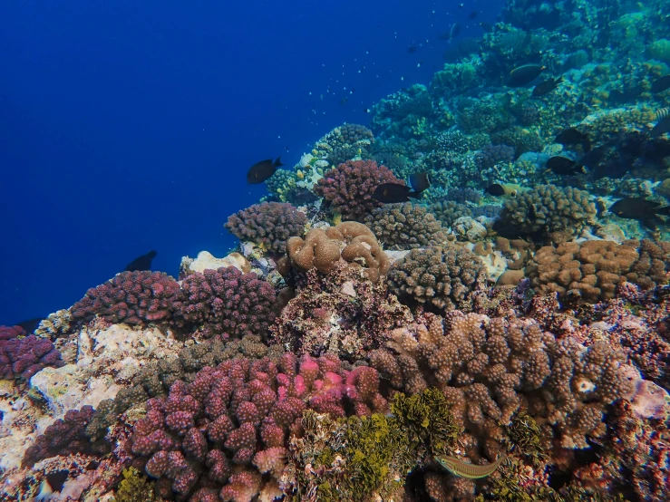 coral and reef on the bottom half of a cliff