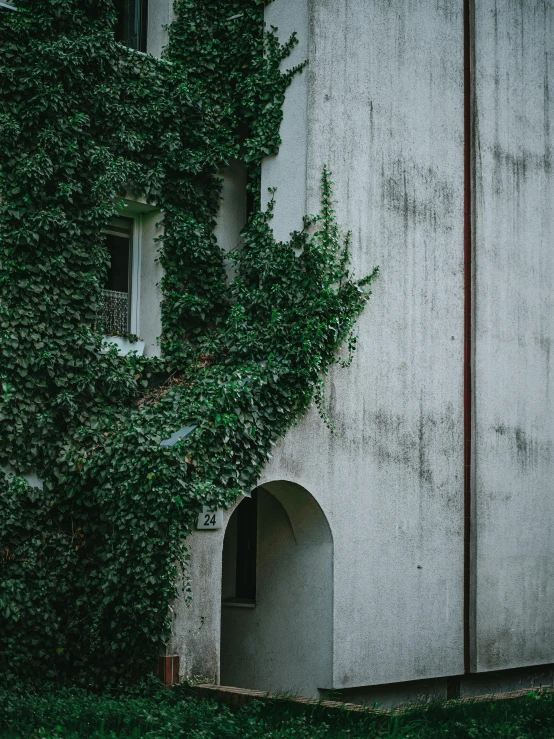 ivy growing on the outside of an old building