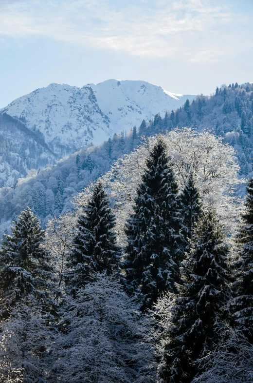 the top of several pine trees are covered in ice