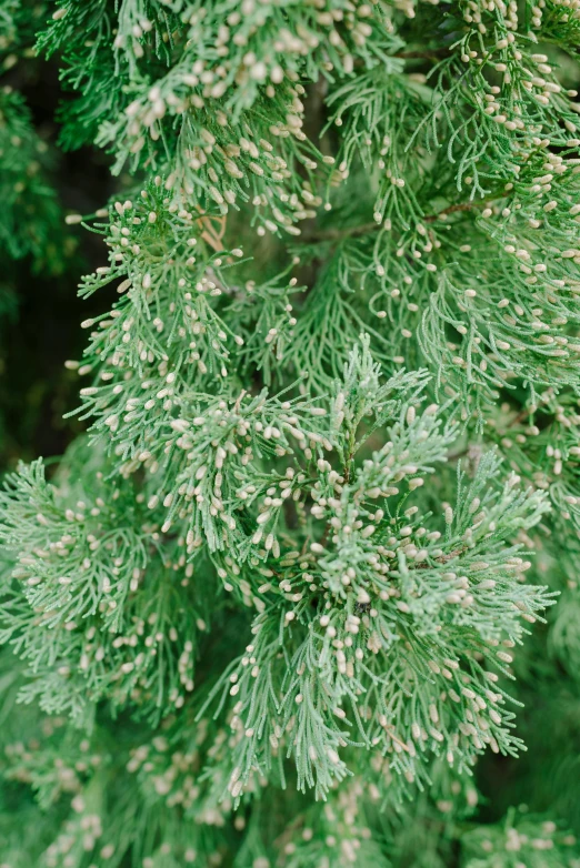 some green leaves and white flowers on a bush