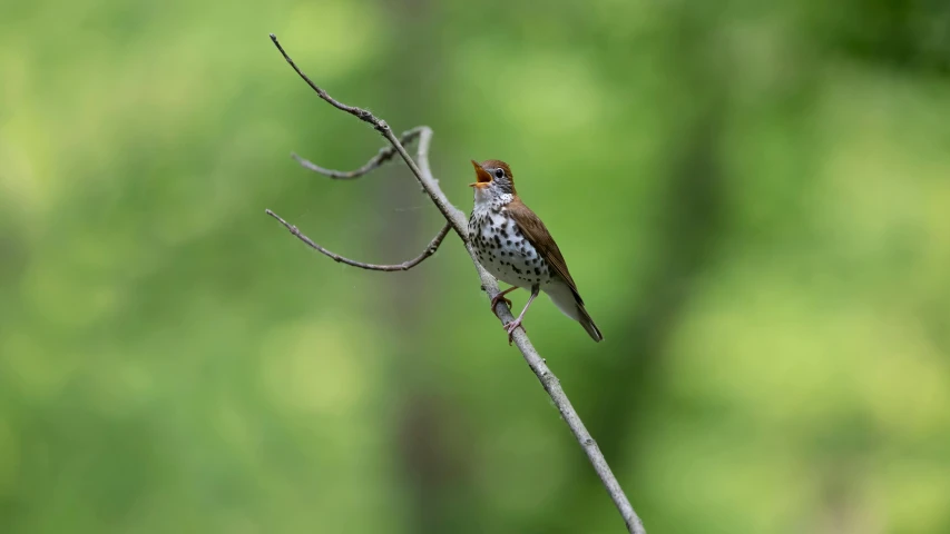 there is a bird that is perched on the tree nch