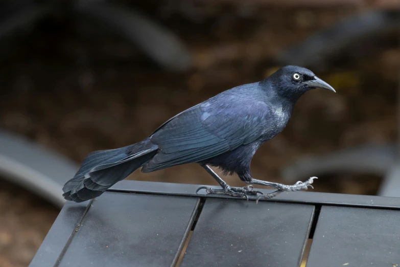 a close up of a bird on top of a bench