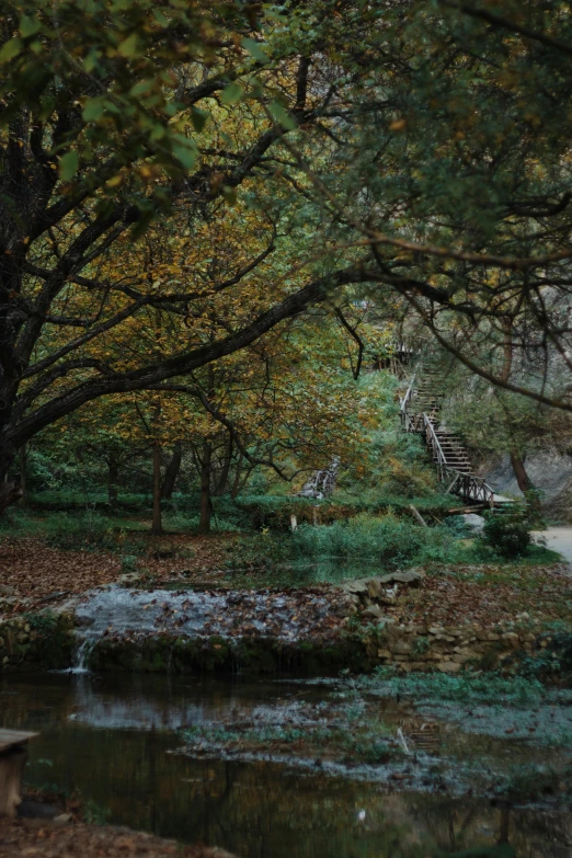 a tree and a person sitting on a bench watching water in the stream