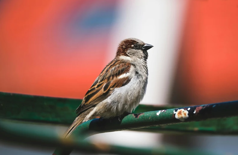 a bird with brown and white feathers perched on a metal pipe