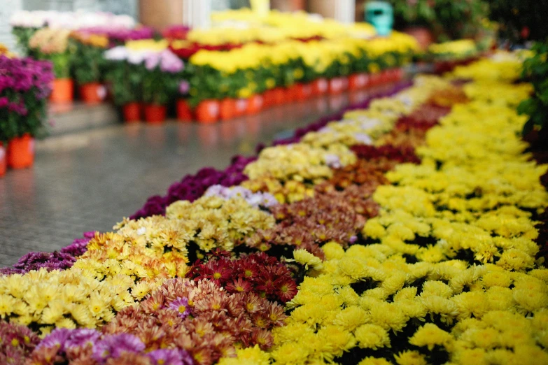 large display of colorful flowers in flower store