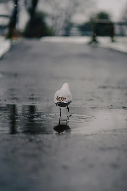 this is a small bird standing in the rain