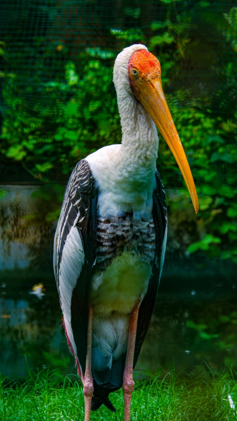 the stork stands on its hind legs in grass