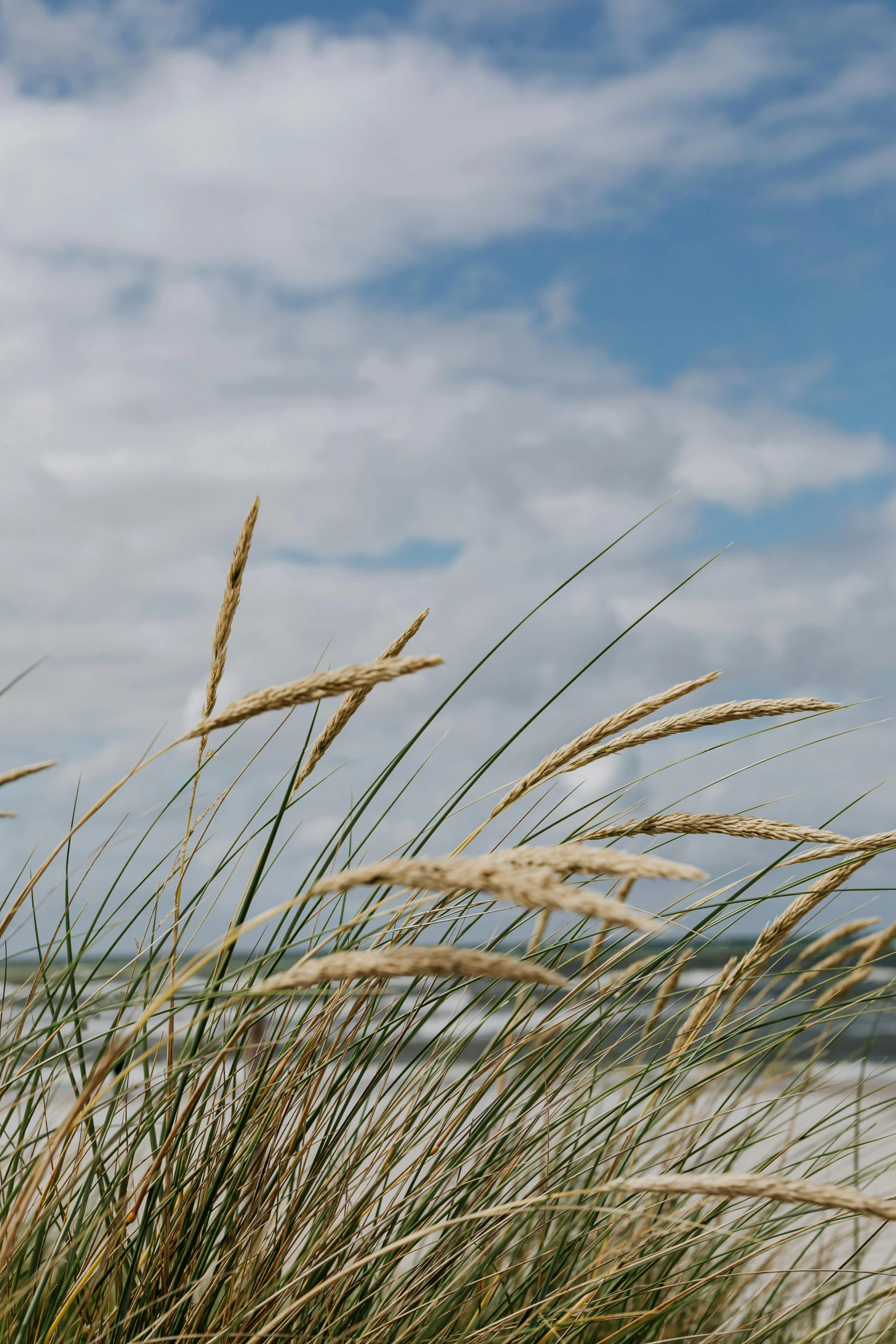 grass on a beach and water in the distance