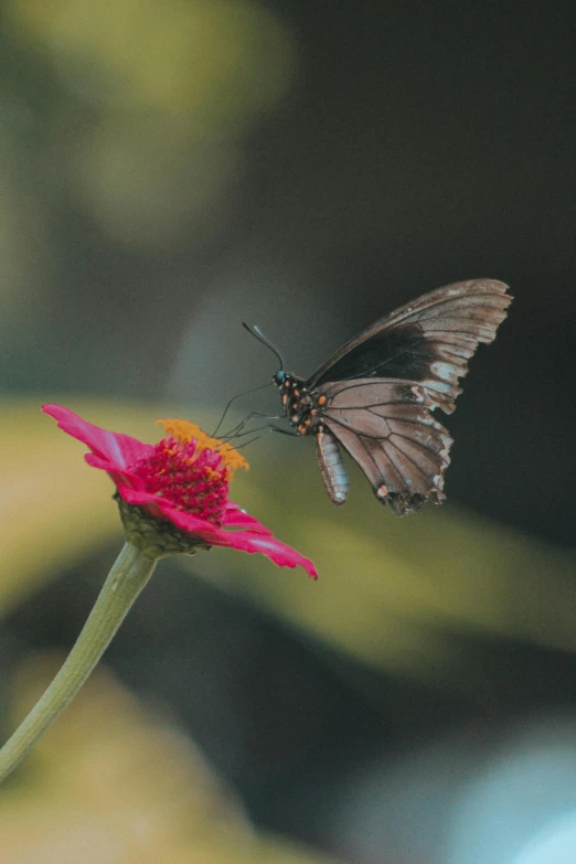 a erfly sits on top of a flower