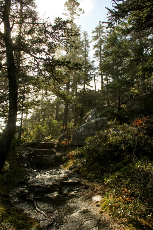 a stone pathway winds through the trees with a view of the woods