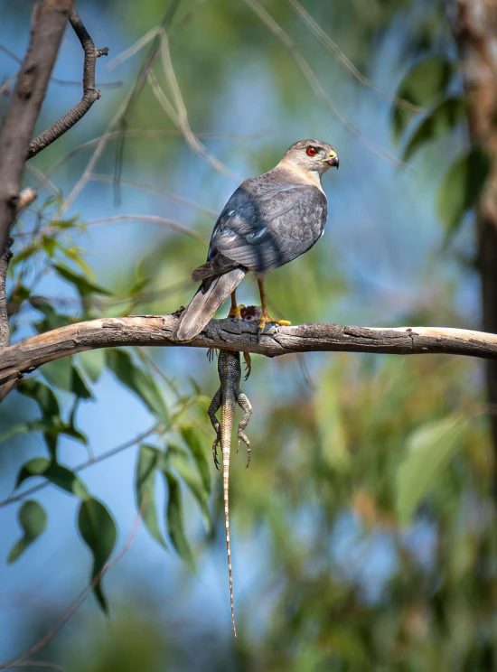 a bird is perched on top of a tree nch