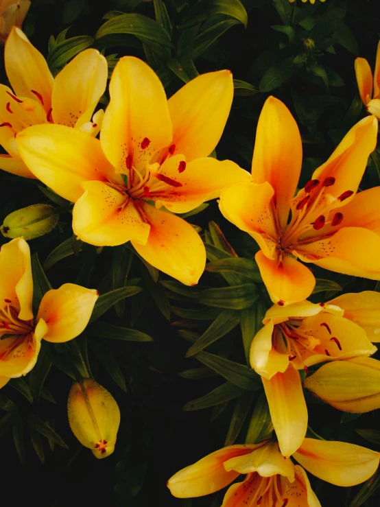 many flowers with small yellow petals on them