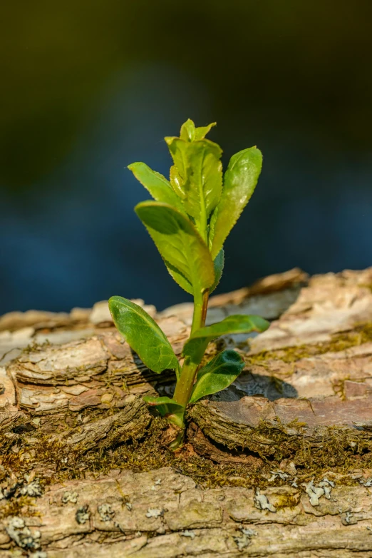 a small leaf sprout emerging from the bark of a wooden log