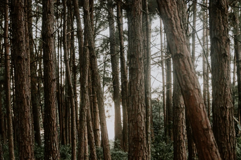 a number of trees that have leaves in the forest