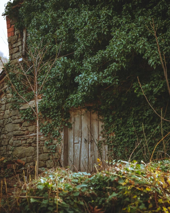 the old barn door is covered with vines