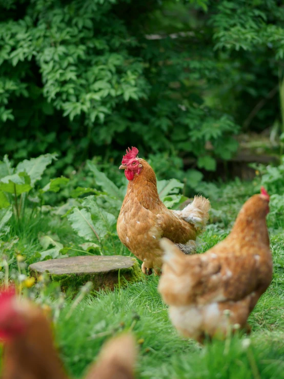 three hens in a grassy field surrounded by trees