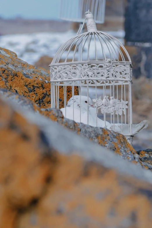 a white bird in a cage sits near some moss