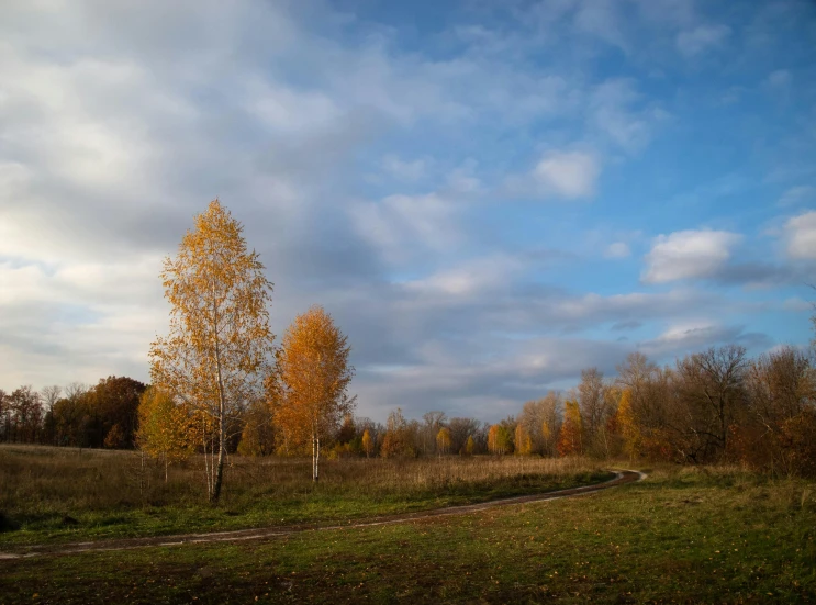 the trees and grass in the meadow have yellow leaves