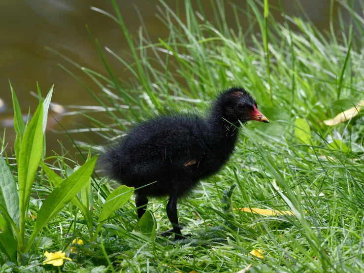 a black bird stands in some tall grass near a body of water