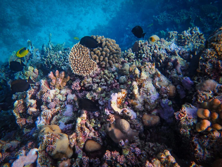 a fish swims near some colorful coral and sponge