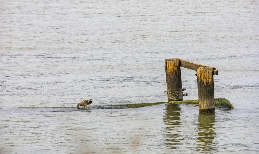 a bird on top of a body of water near a wooden post