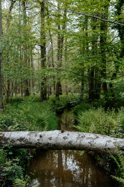 a fallen tree leaning over the water in a forest