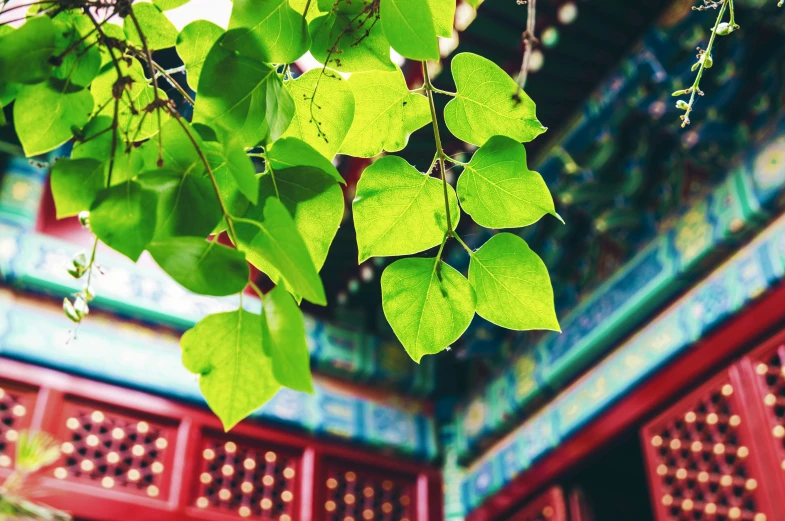 a close up of some leaves in front of an building