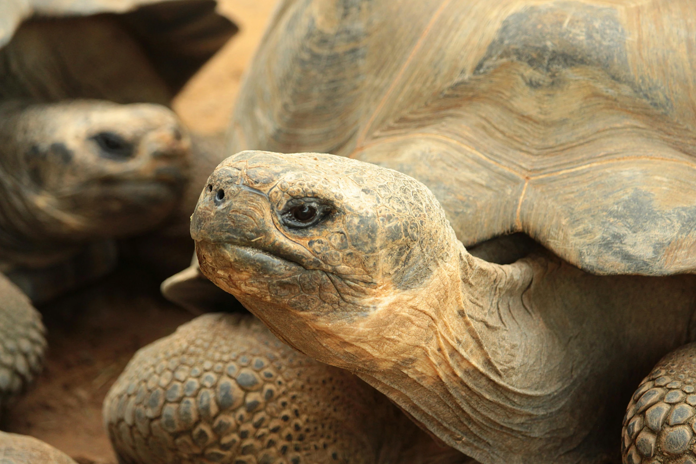 a turtle laying on top of another one on a sandy surface