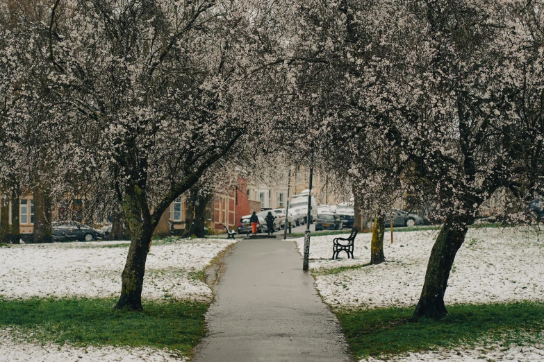 there is snow on the ground and a street tree