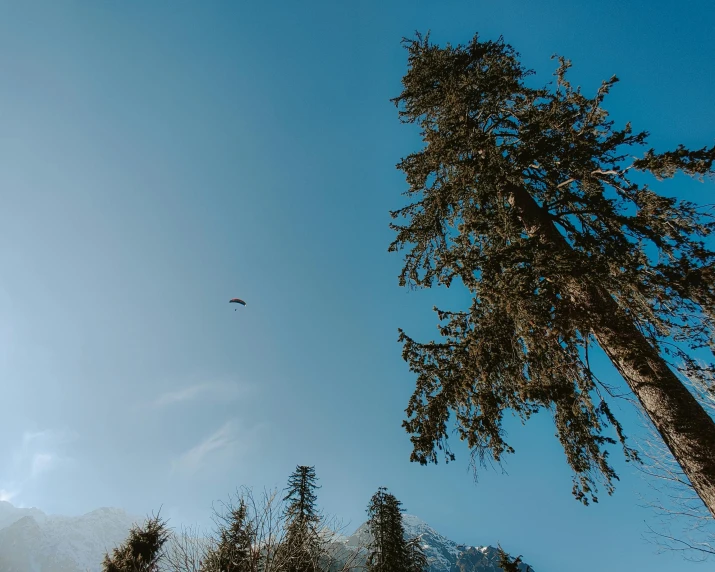 a bird that is flying in the sky