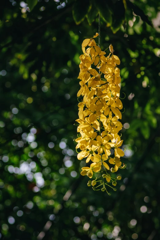 a bunch of yellow flowers hanging off of a tree